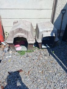 dog box