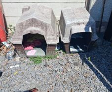 dog box