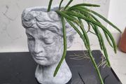 Jungle cactus pot not included
