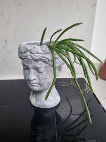 Jungle cactus pot not included