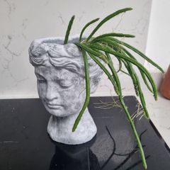 Jungle cactus pot not included