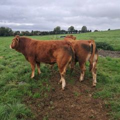 Pedigree registered Limousin bulls