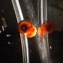 snail aquarium Image 2