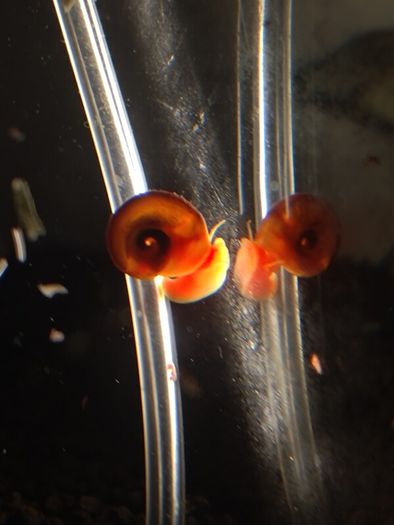 snail aquarium