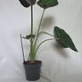 Alocasia Image 3
