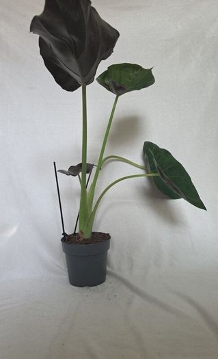 Alocasia