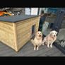 dog house Image 2