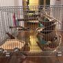 rodent cage Image 9