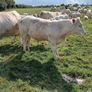PBR Charolais bulls Image 9