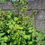 Raspberry Plant Image 3