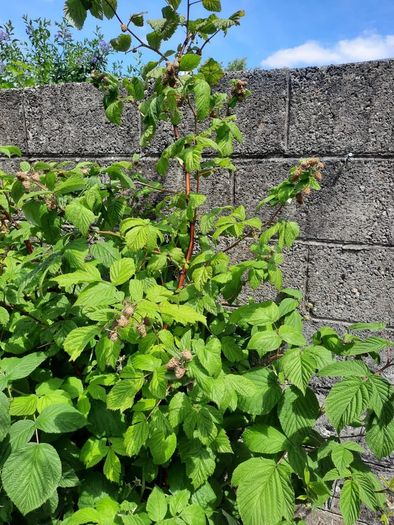 Raspberry Plant