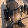 Berkshire piglets Image 3
