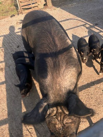 Berkshire piglets
