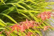5 x Crocosmia plant with bulb