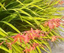 5 x Crocosmia plant with bulb
