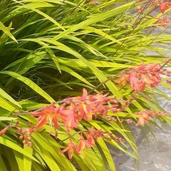 5 x Crocosmia plant with bulb