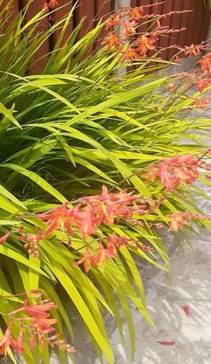 5 x Crocosmia plant with bulb