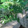 Solomon's seal plant Image 3