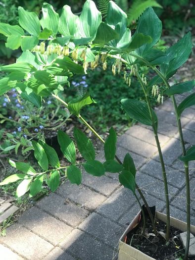 Solomon's seal plant