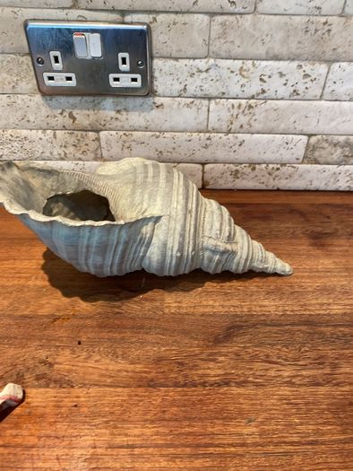 shell decoration