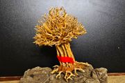 Bonsai Tree Baobab Style Large