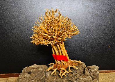 Bonsai Tree Baobab Style Large