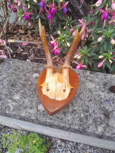 vintage hunting trophy