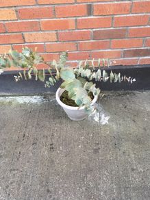 Eucalyptus Plant