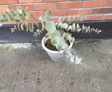 Eucalyptus Plant