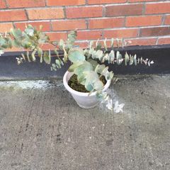 Eucalyptus Plant