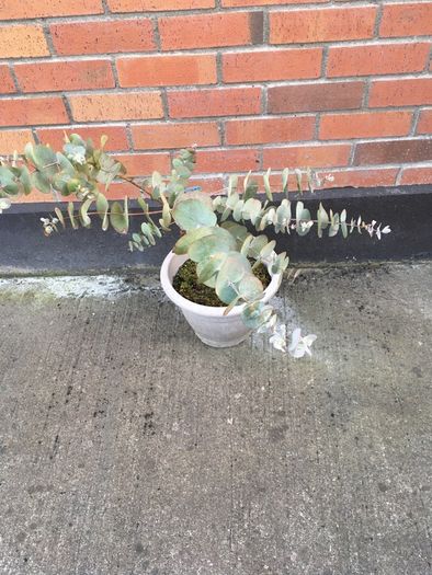 Eucalyptus Plant