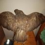 BUZZARD bird of pray Image 5