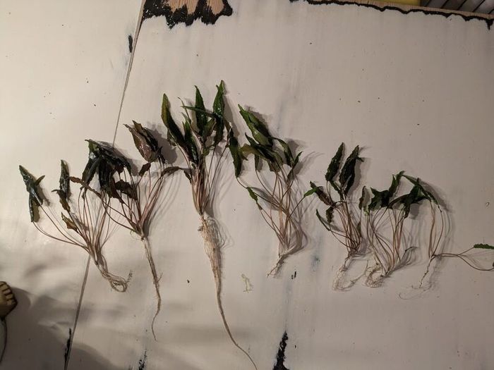 Cryptocorine aquarium plants in various sizes