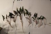 Cryptocorine aquarium plants in various sizes