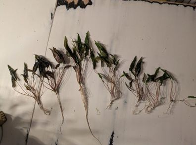 Cryptocorine aquarium plants in various sizes