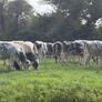 27 super Belgian Blue Heifers for sale Image 8