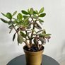 jade plant Image 2