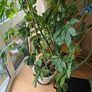 Free potted plants Image 2