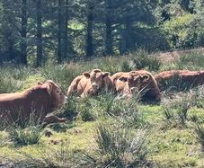 Top Quality Pedigree Registered Limousin Bulls