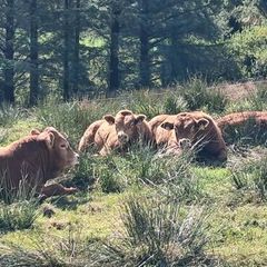 Top Quality Pedigree Registered Limousin Bulls