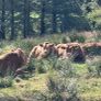 Top Quality Pedigree Registered Limousin Bulls Image 2