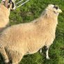 Swaledale Rams Image 2