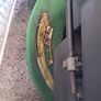 John Deere Petrol Lawnmower Image 2