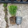 Box Hedging Image 3