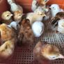 Day old chicks Image 3