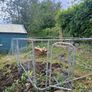 dog/ chicken  run Image 3
