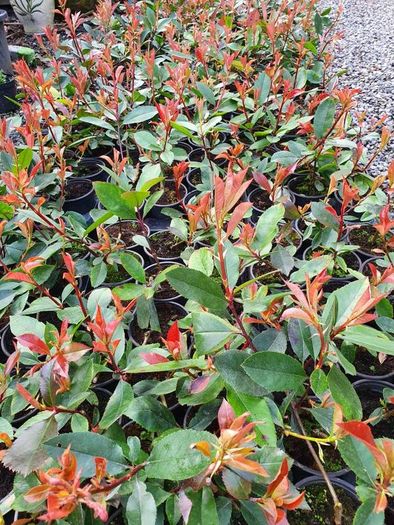Red Robin Photinia Hedging