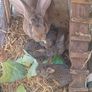 rabbits Image 2