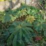 Soft landscaping services Image 4