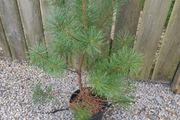 pine tree